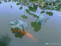 上海市杨浦区李浩浩农产品经营部
